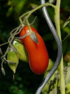 Tomaten Rankhilfe Spirale
